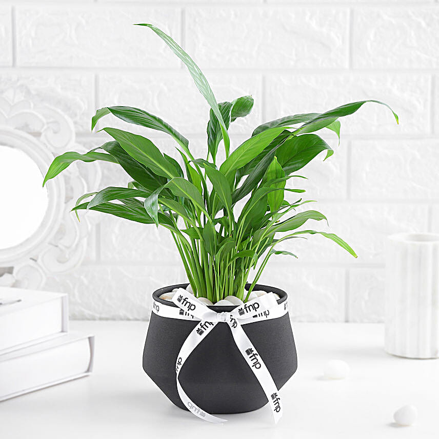 Lily of Tranquility