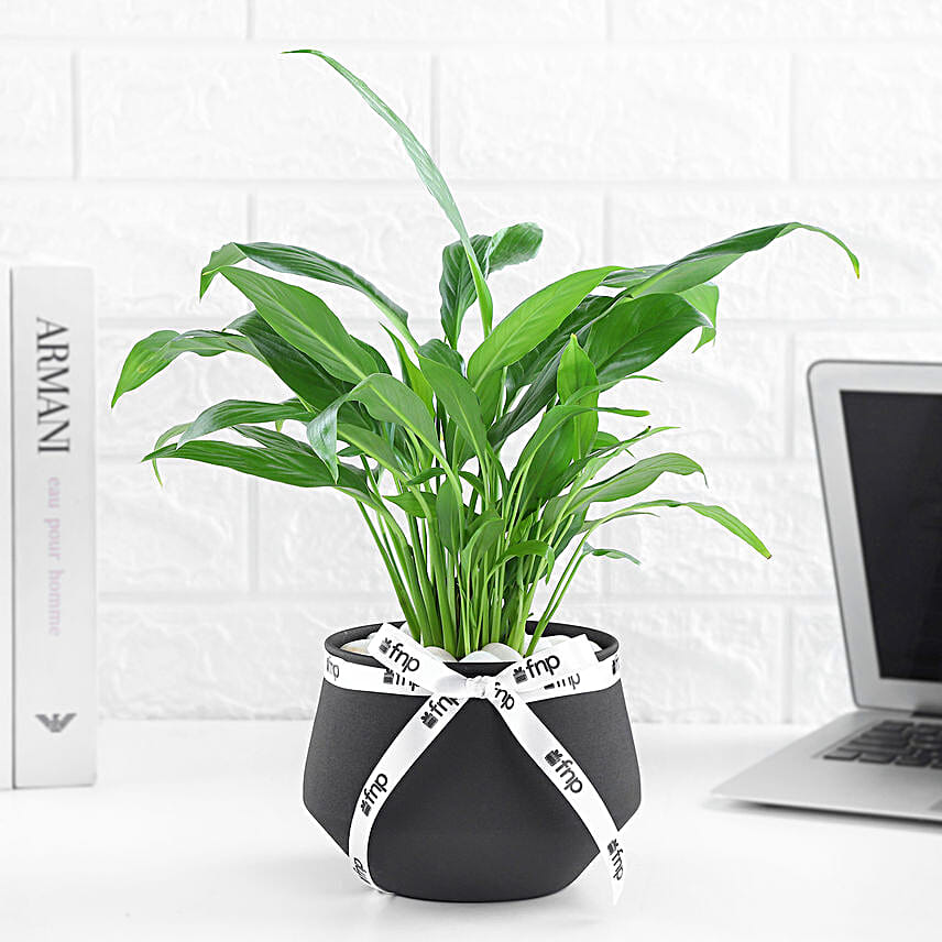 Lily of Tranquility