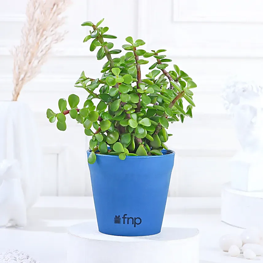 Lively Jade Plant in Yellow Plastic Pot