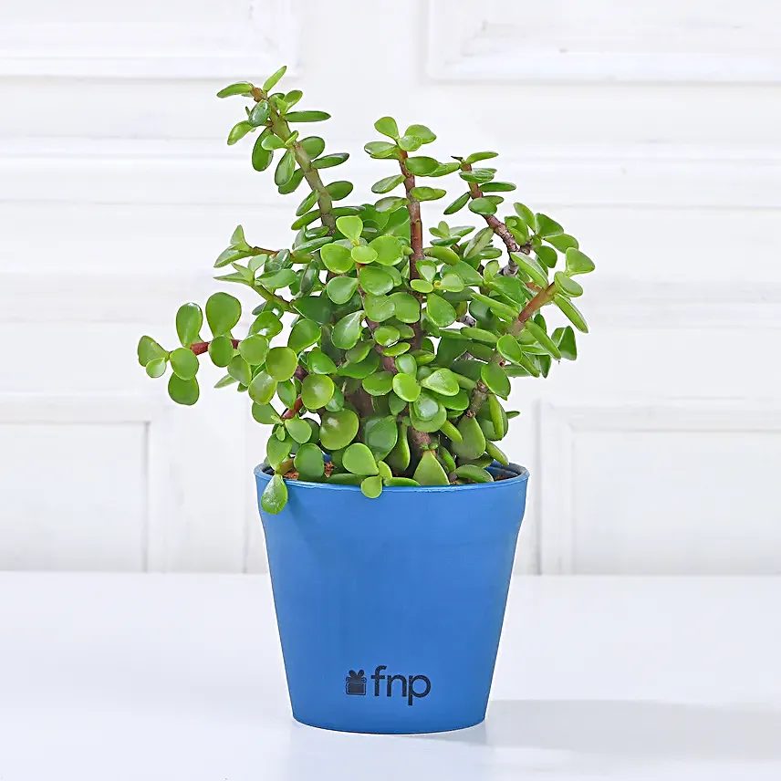 Lively Jade Plant in Yellow Plastic Pot