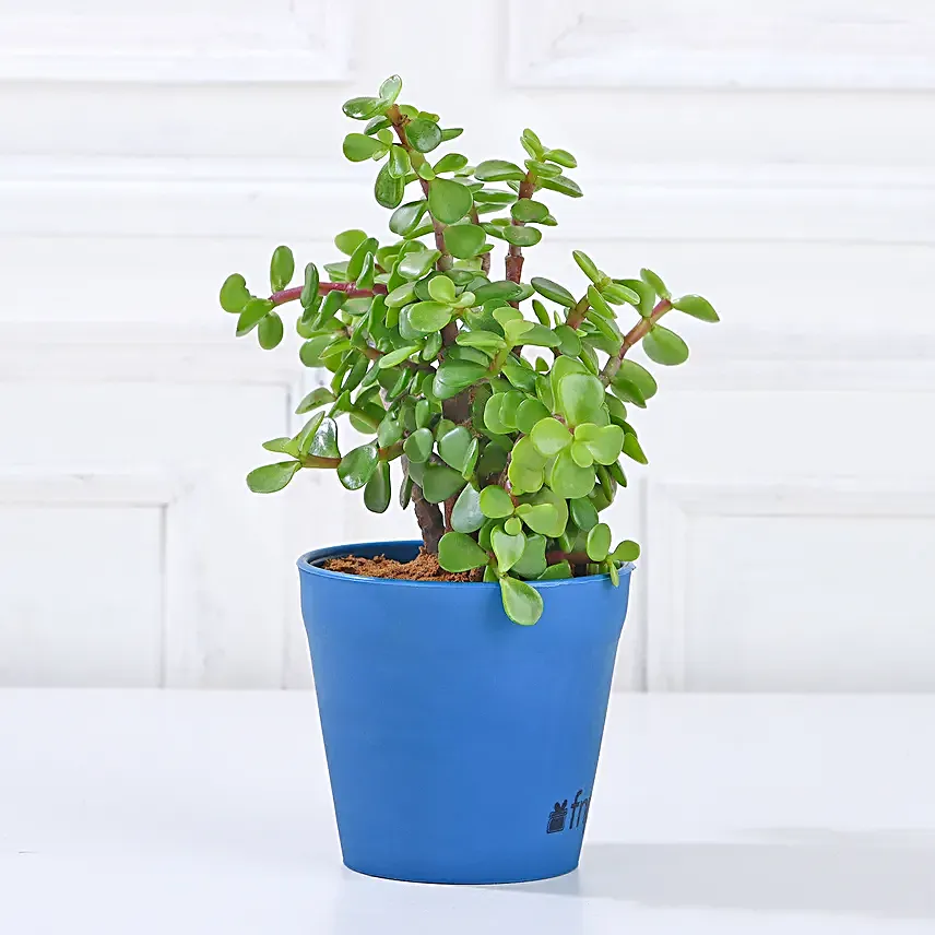 Lively Jade Plant in Yellow Plastic Pot