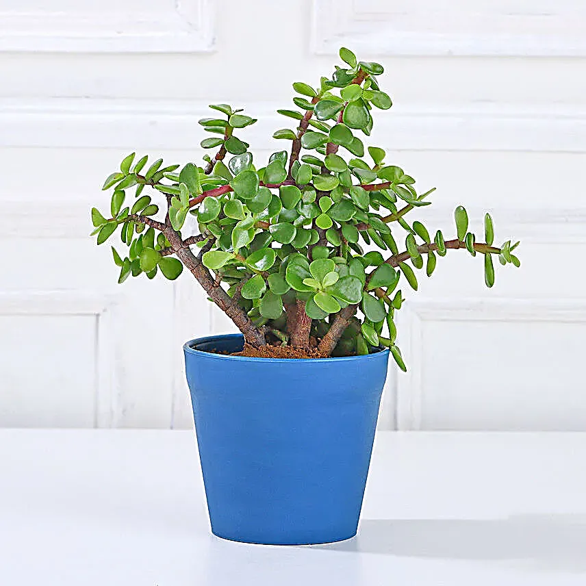 Lively Jade Plant With Plastic Pot