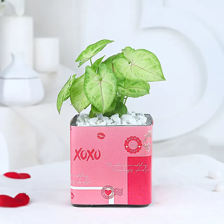 Love Blossom Syngonium Harmony