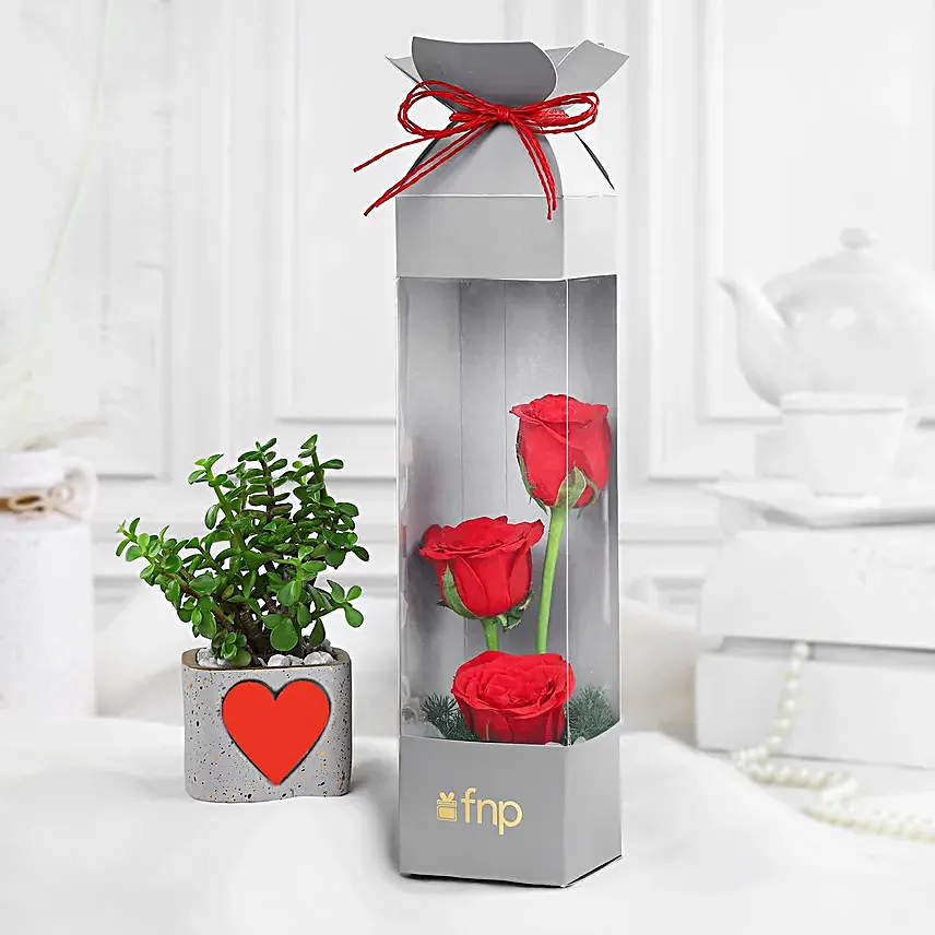 Love Infused Roses N Jade Plant Combo
