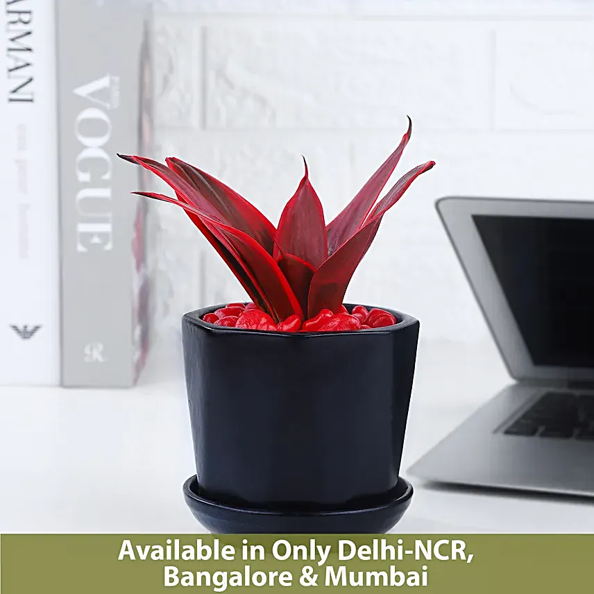 Love Inspired Sansveria Plant In Black Pot