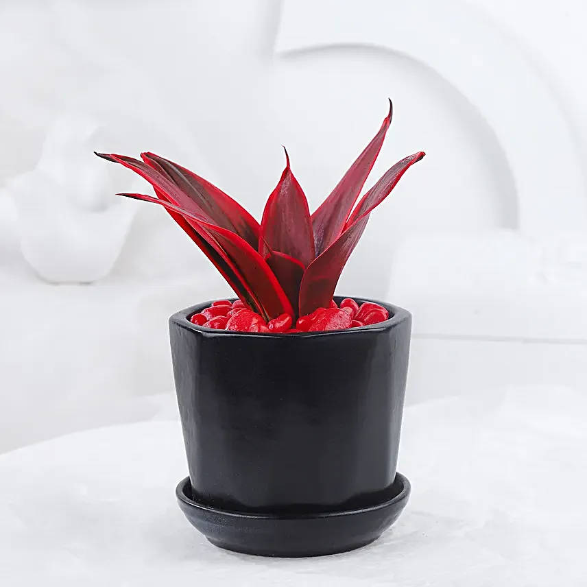 Love Inspired Sansveria Plant In Black Pot