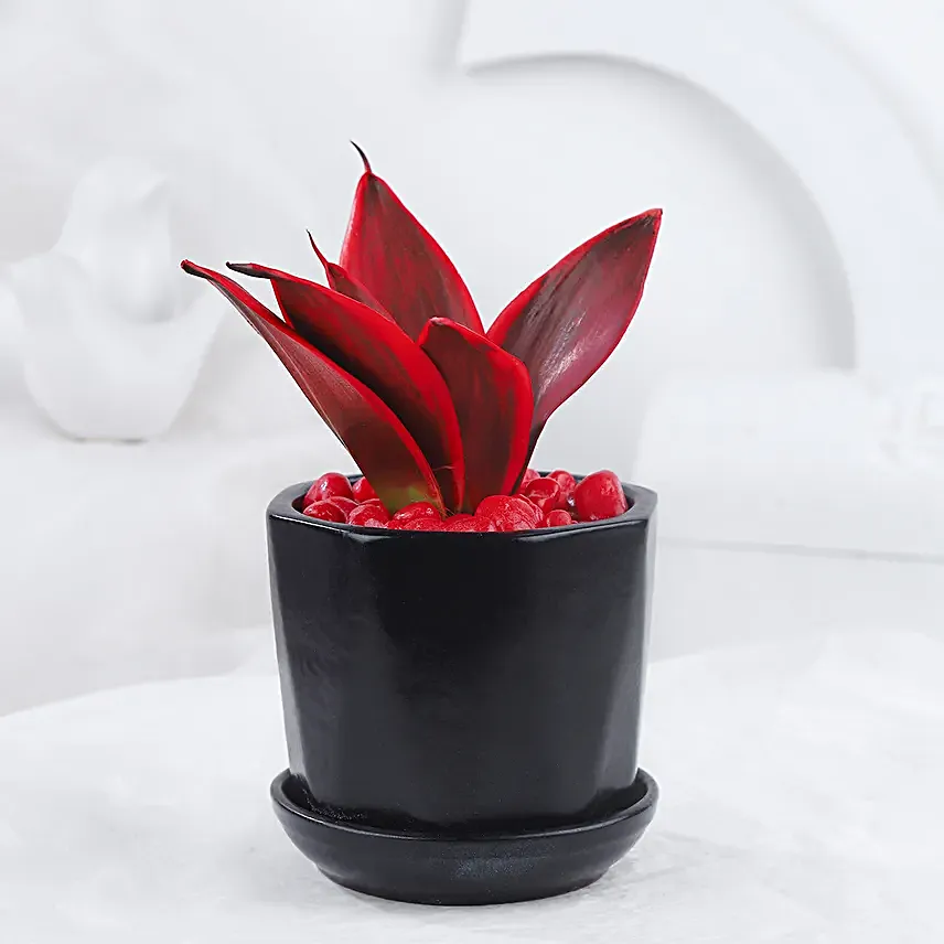 Love Inspired Sansveria Plant In Black Pot