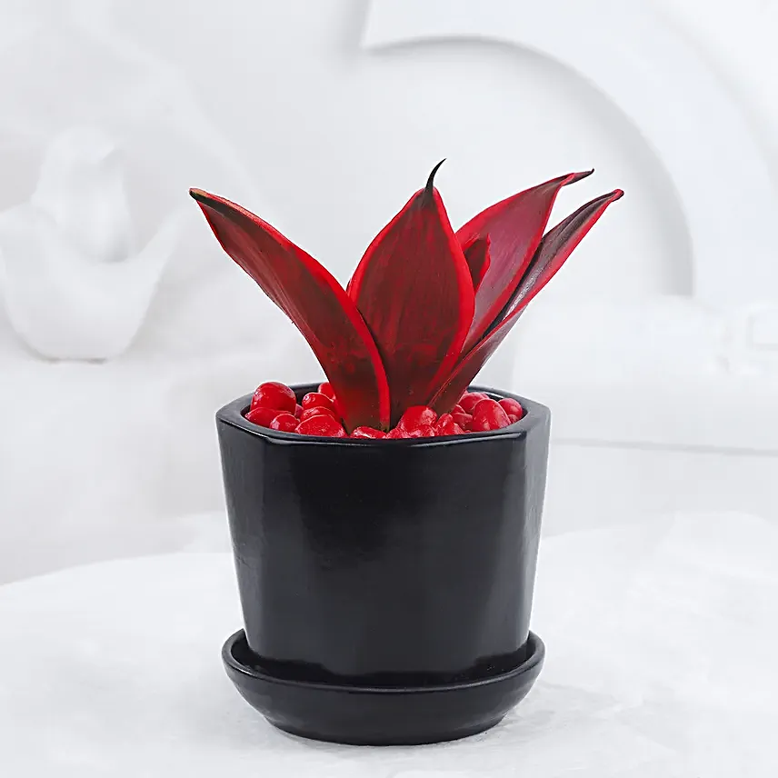 Love Inspired Sansveria Plant In Black Pot