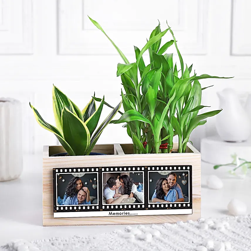 Love N Luck Plant Organiser