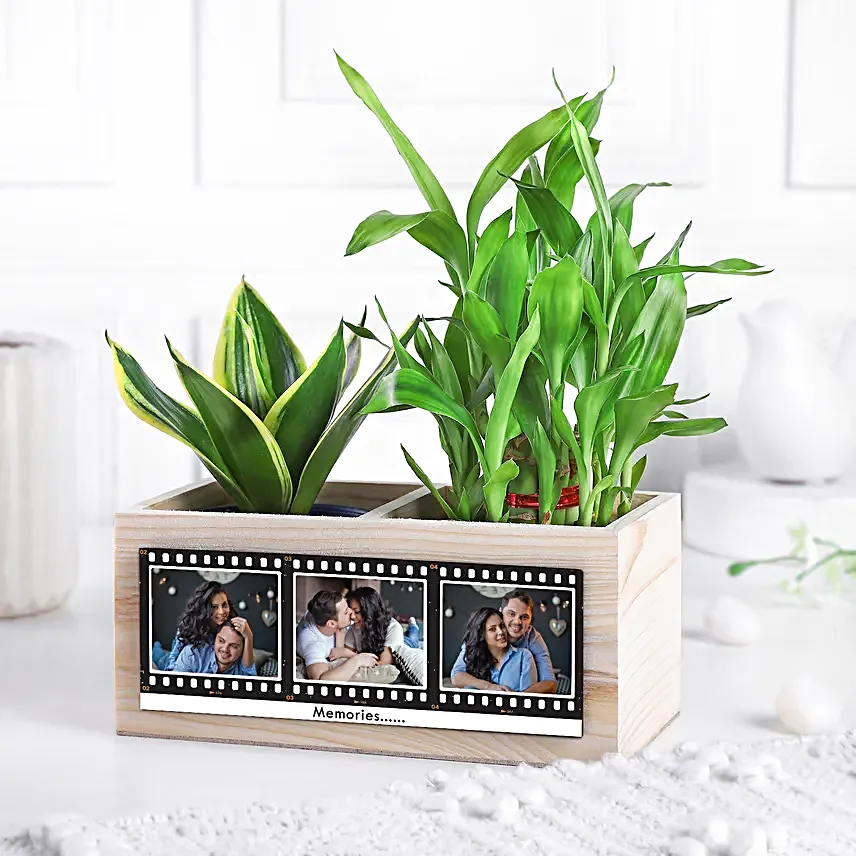 Love N Luck Plant Organiser