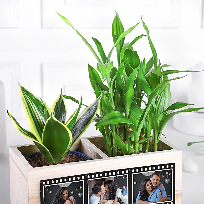 Love N Luck Plant Organiser