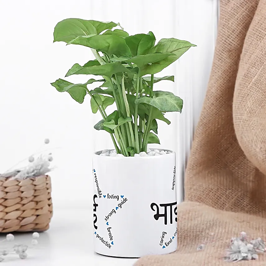 Love Planted Money Plant in Mug for Bhai