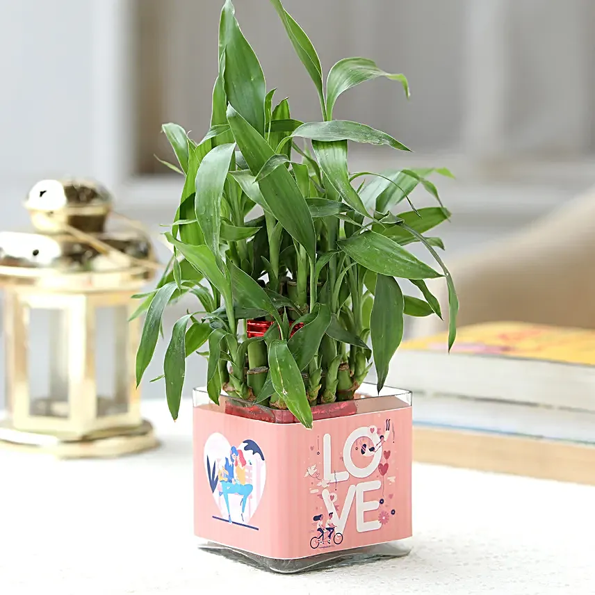 plant for love n romance