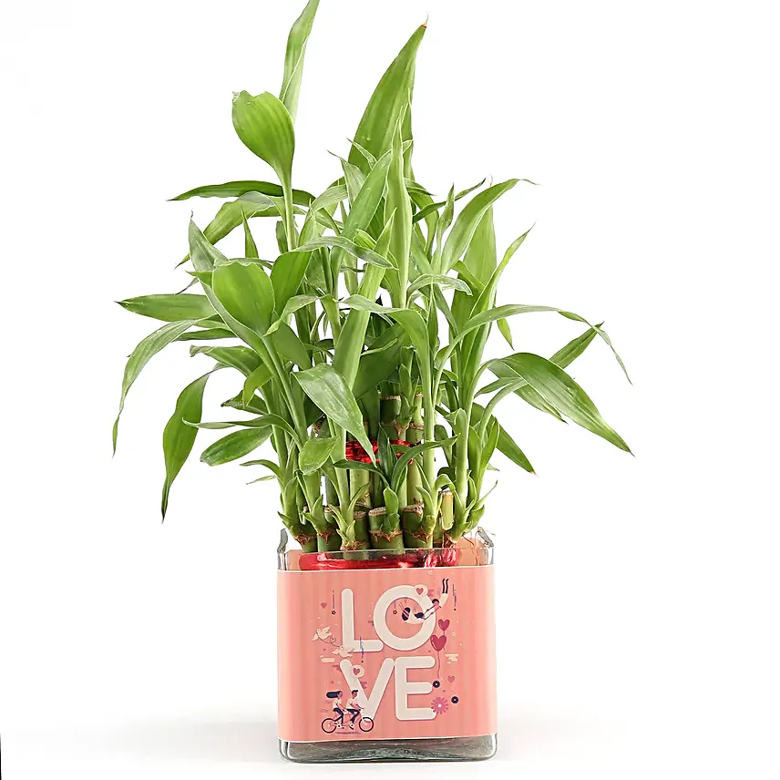 plant for love n romance