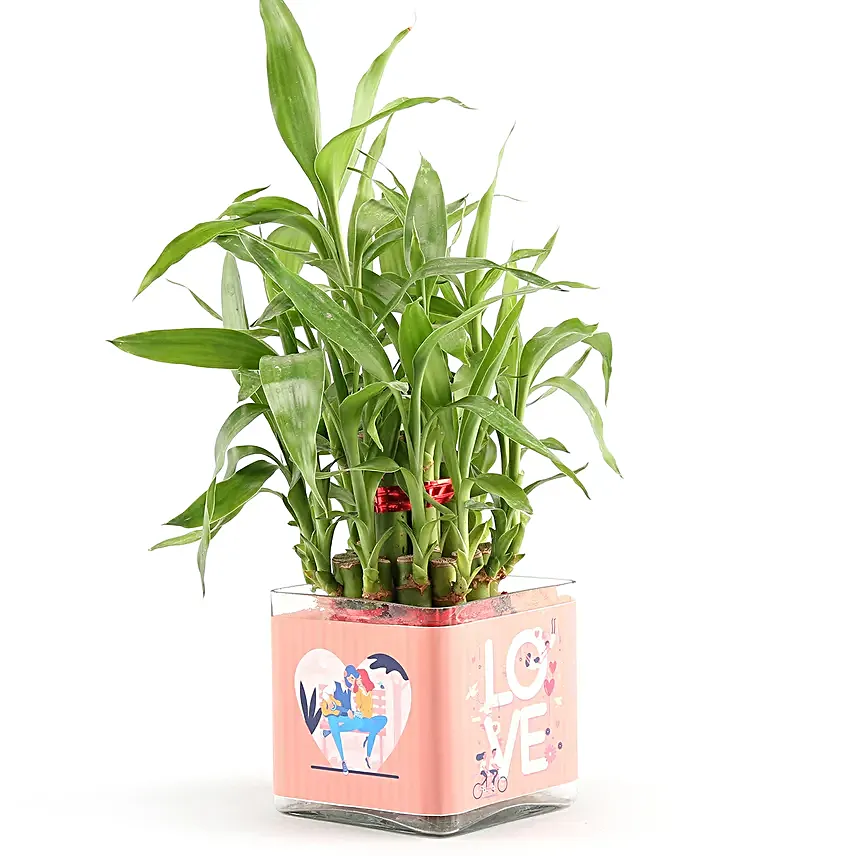 plant for love n romance