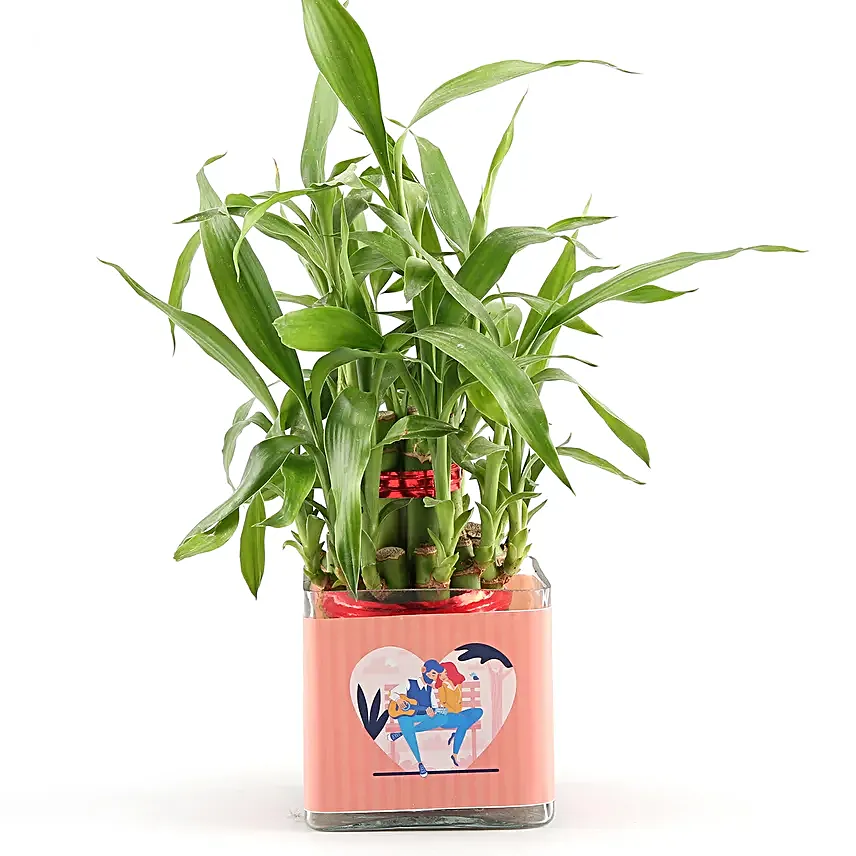 plant for love n romance