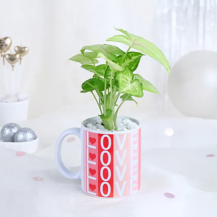 LoveLeaf Syngonium Surprise