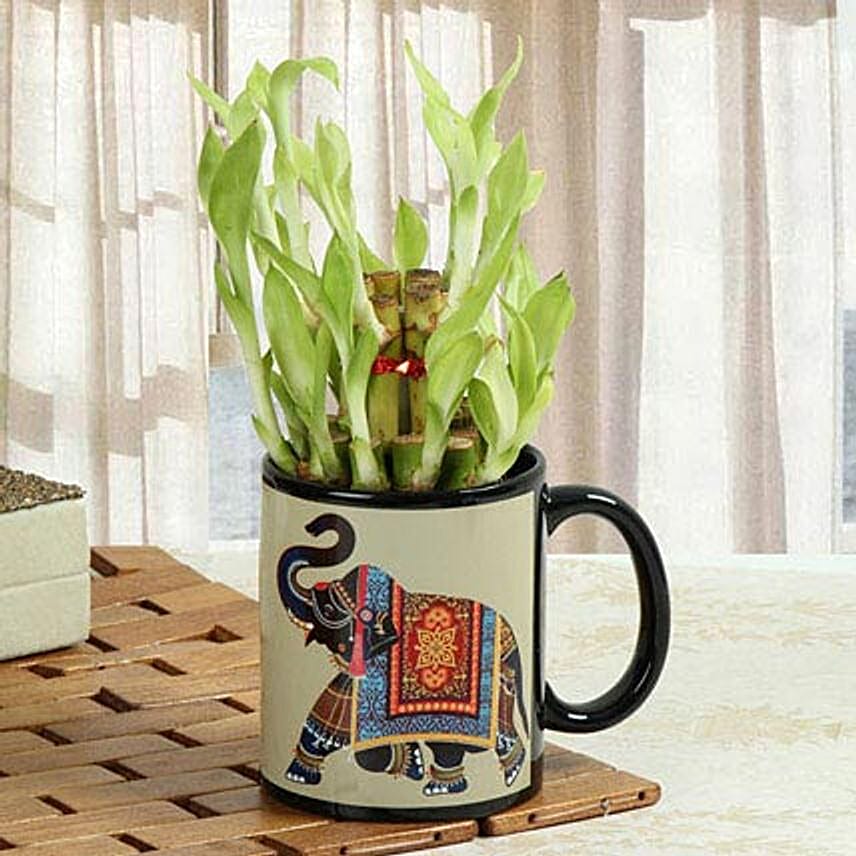 Lucky bamboo in a mug