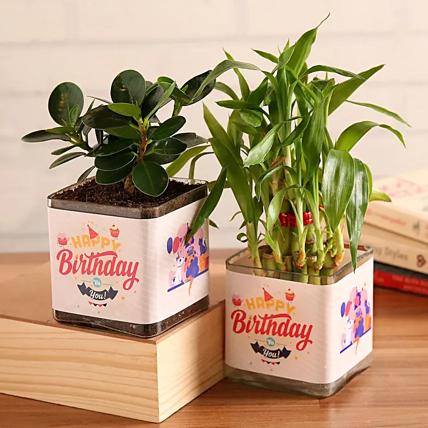 Bamboo & Ficus Birthday Combo