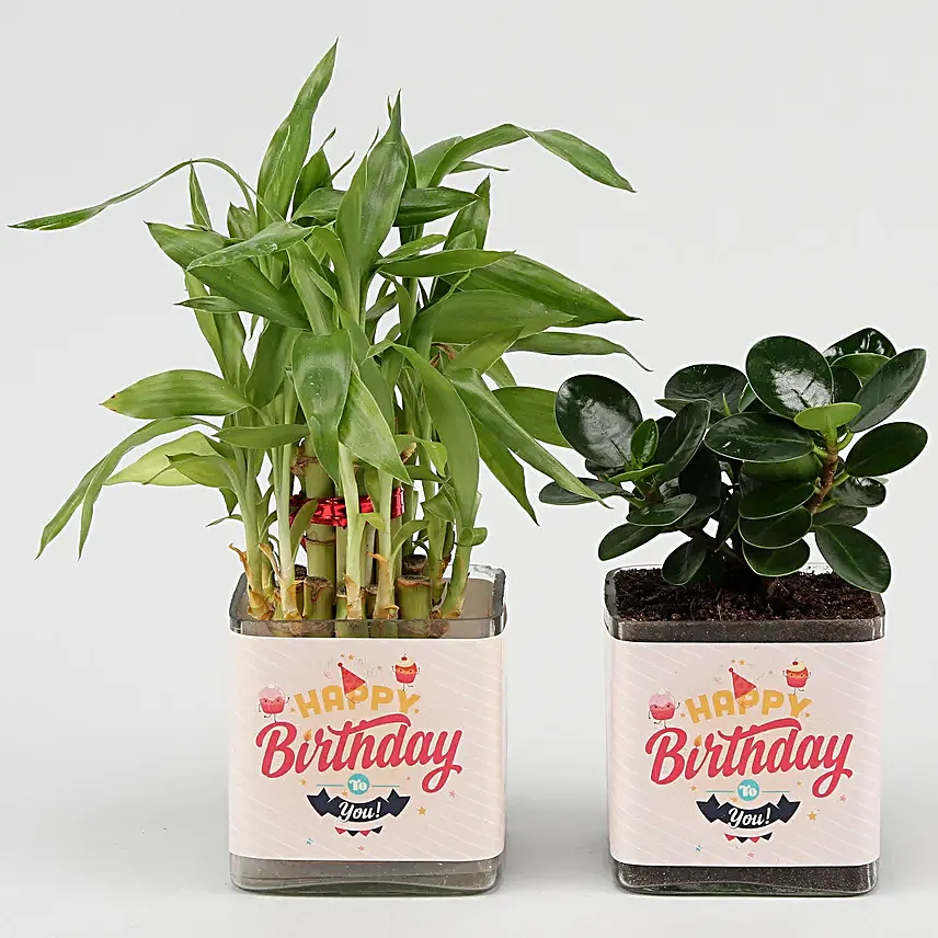 Bamboo & Ficus Birthday Combo