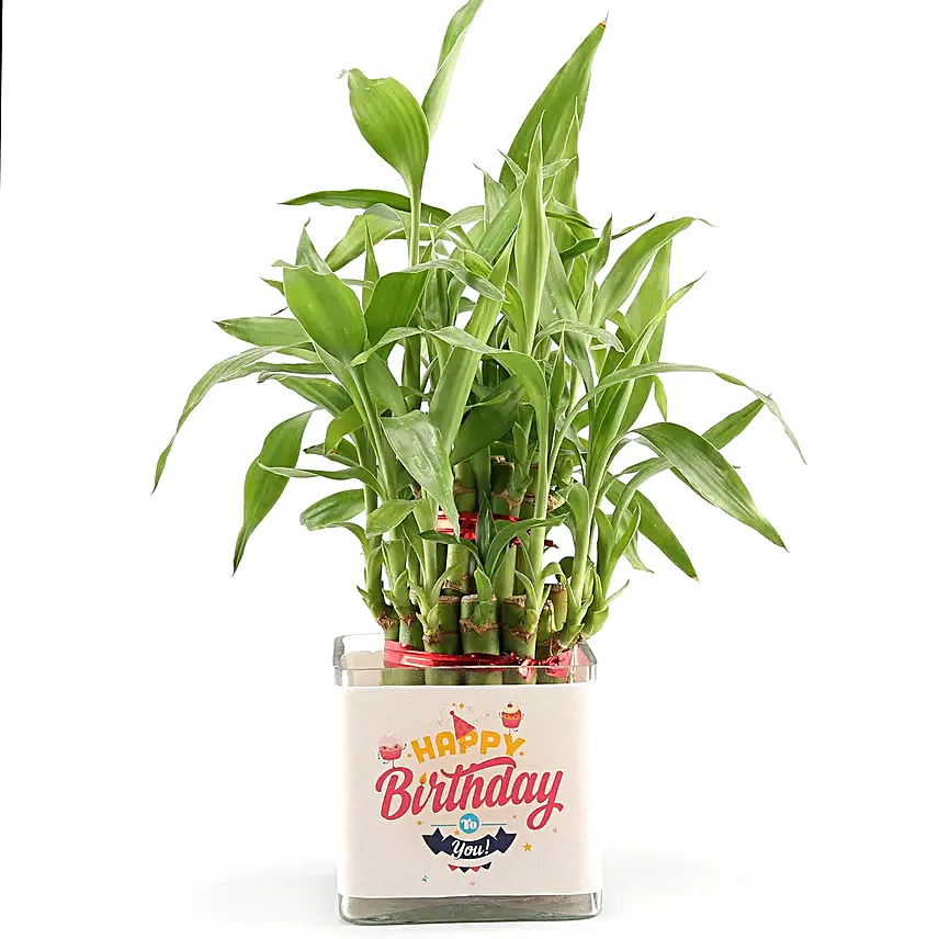 Bamboo & Ficus Birthday Combo