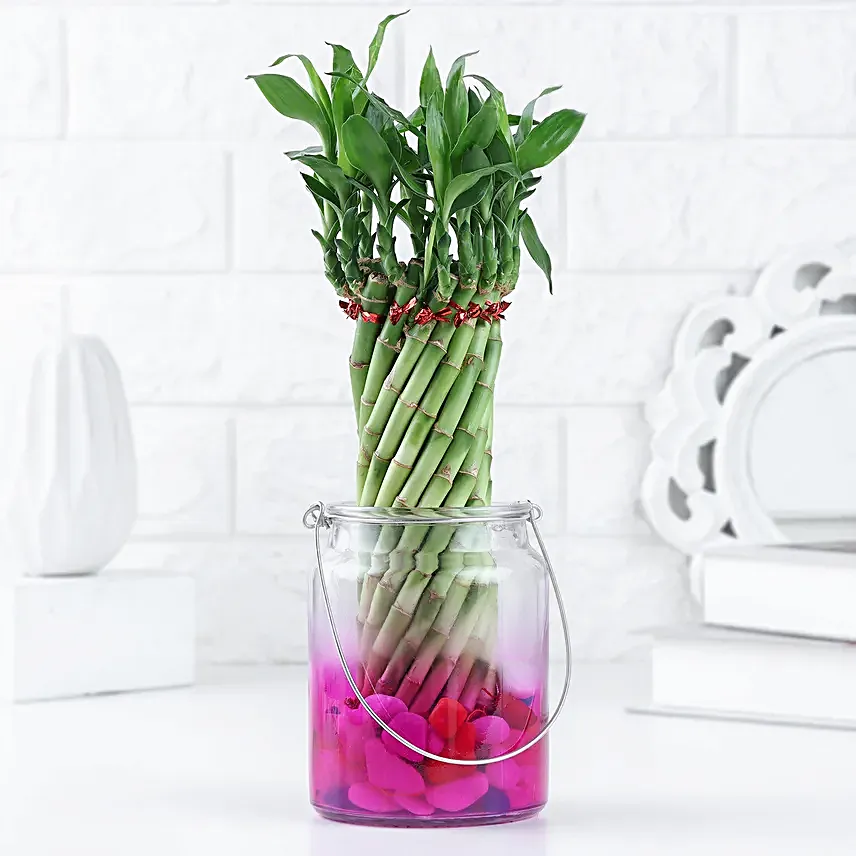 Lucky Bamboo Bliss