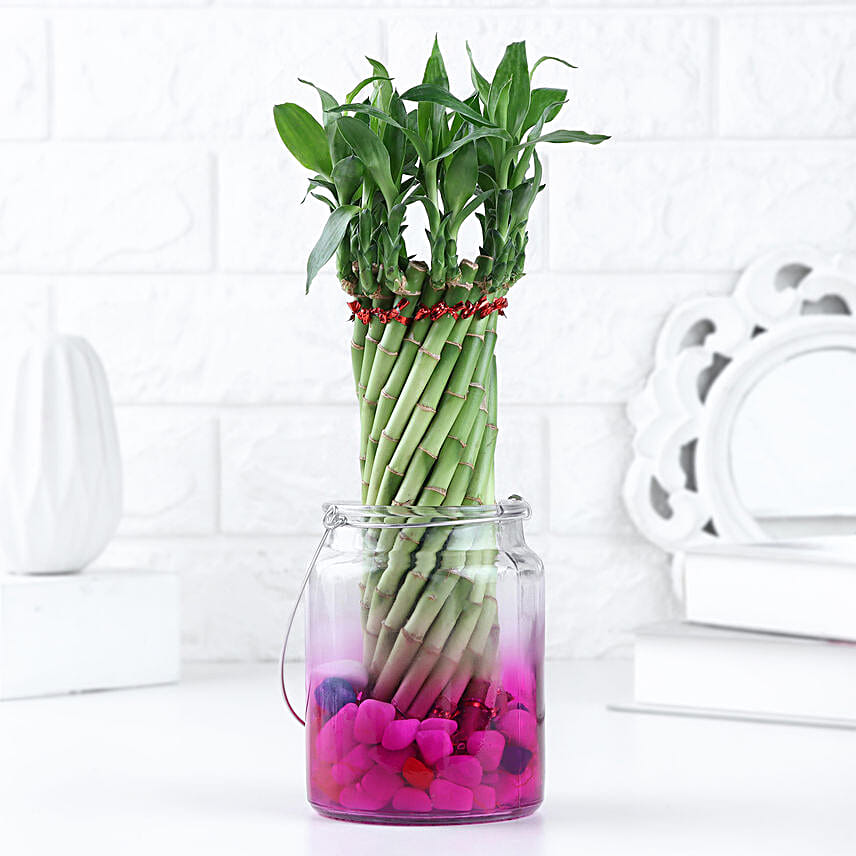 Lucky Bamboo Bliss