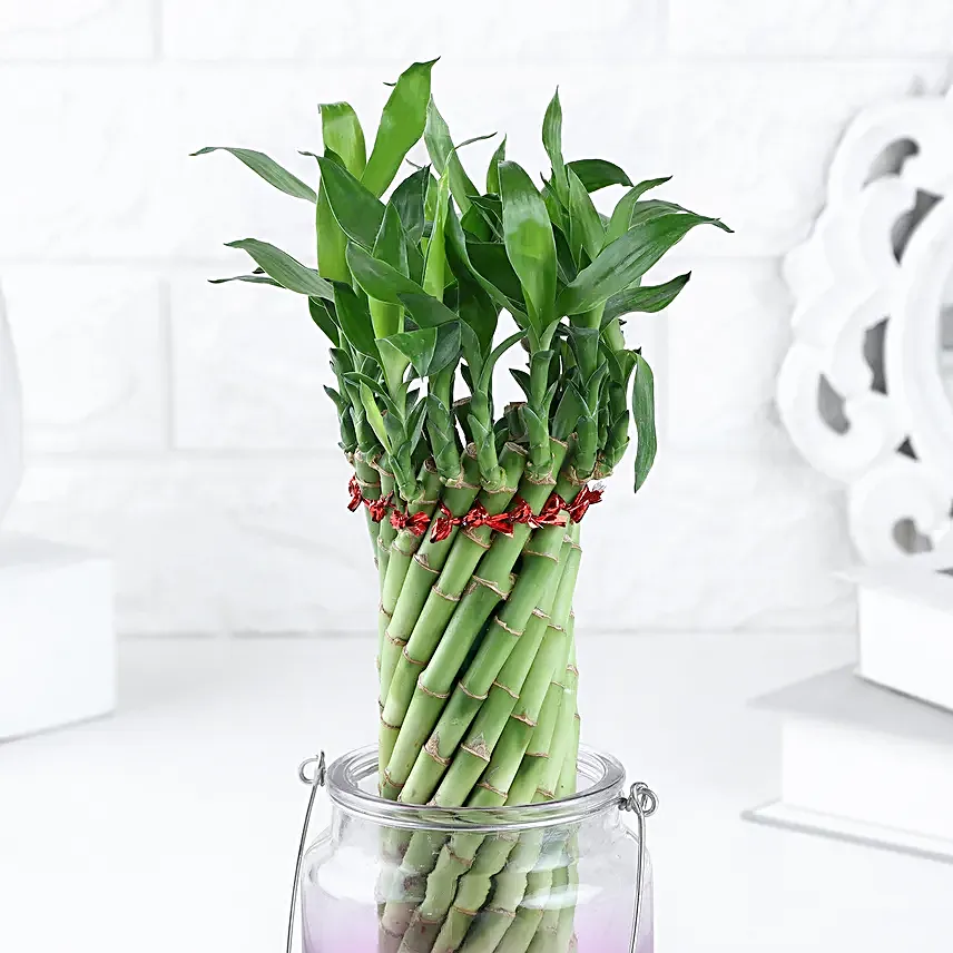Lucky Bamboo Bliss