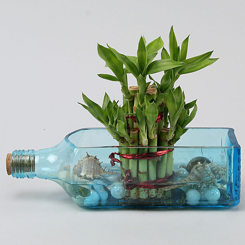 Lucky Bamboo Bombay Sapphire Bottle Planter Hand Delivery