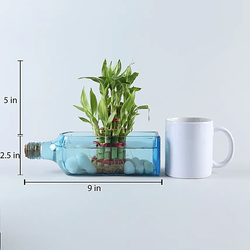 Lucky Bamboo Bombay Sapphire Bottle Planter Hand Delivery
