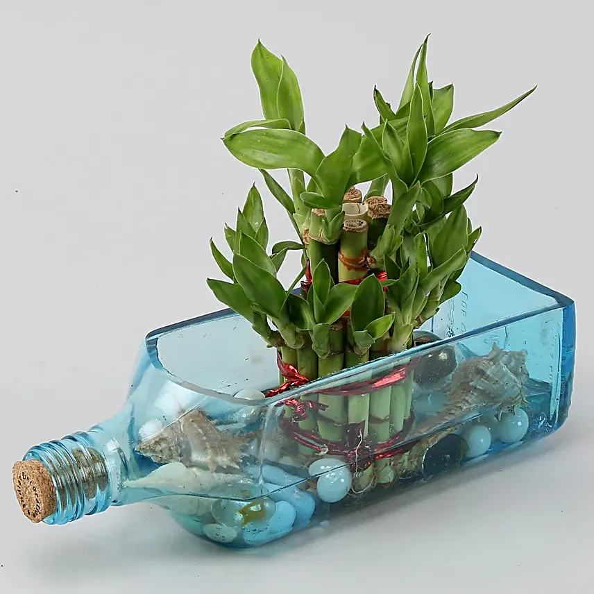 Lucky Bamboo Bombay Sapphire Bottle Planter Hand Delivery