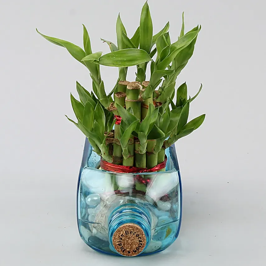 Lucky Bamboo Bombay Sapphire Bottle Planter Hand Delivery