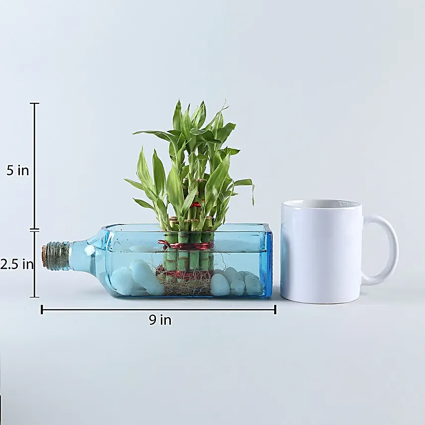 Lucky Bamboo Bombay Sapphire Bottle Planter
