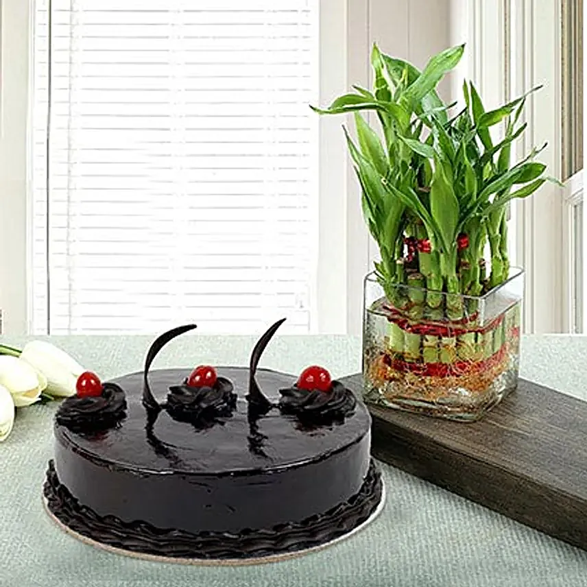 Gift Bamboo with Truffle Cake
