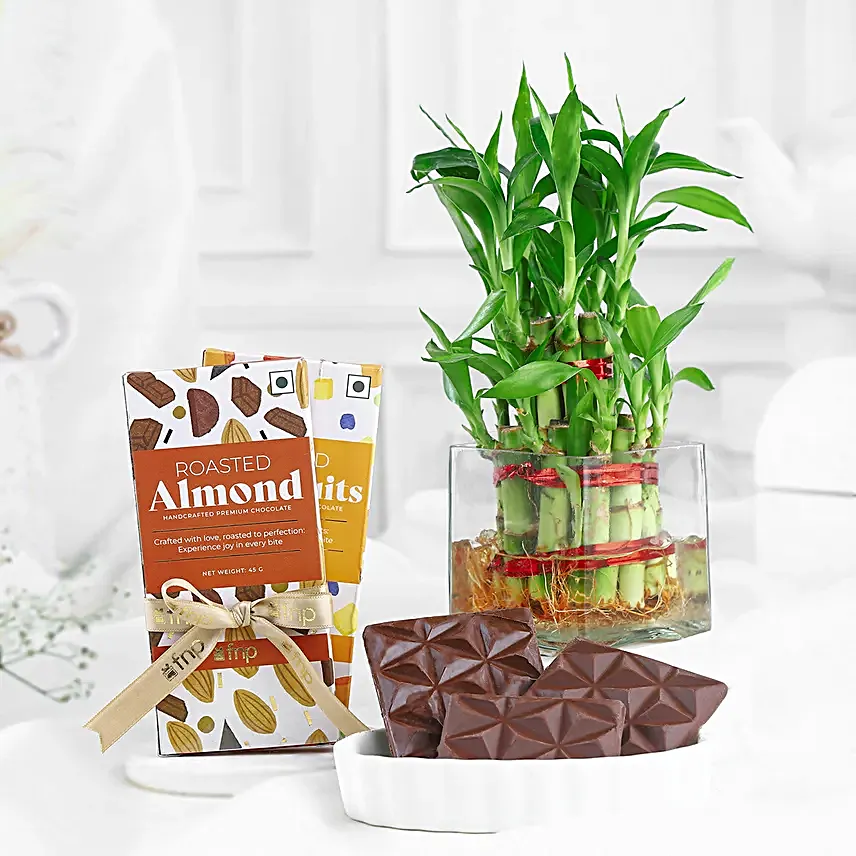 Lucky Bamboo N Chocolate Delight