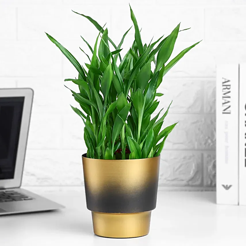 Lucky Bamboo Plant In Golden Touch Pot