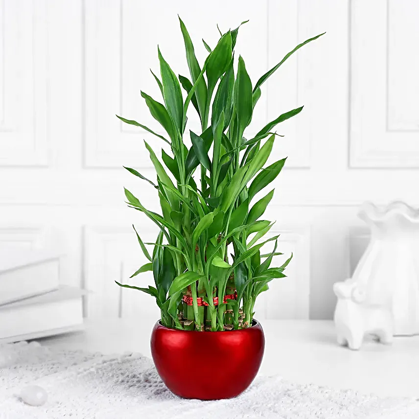Lucky Bamboo Plant In Rustic Red Pot