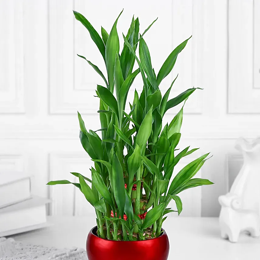 Lucky Bamboo Plant In Rustic Red Pot