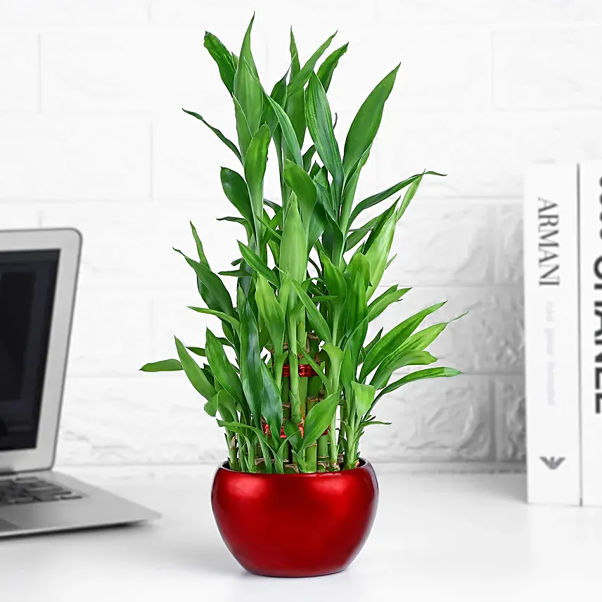 Lucky Bamboo Plant In Rustic Red Pot