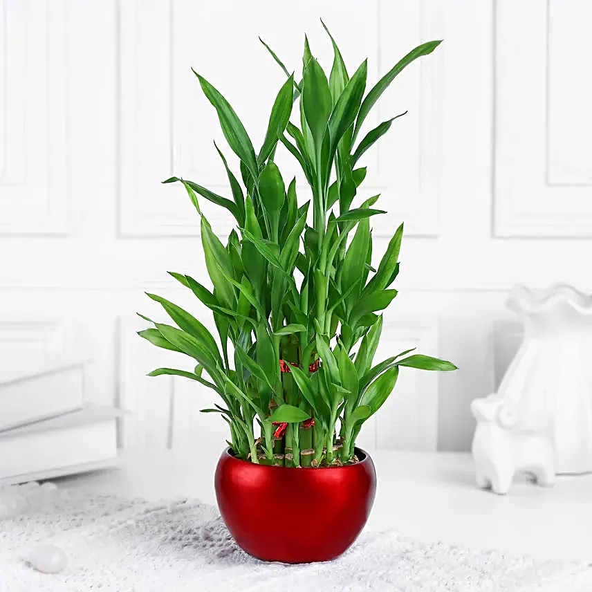 Lucky Bamboo Plant In Rustic Red Pot