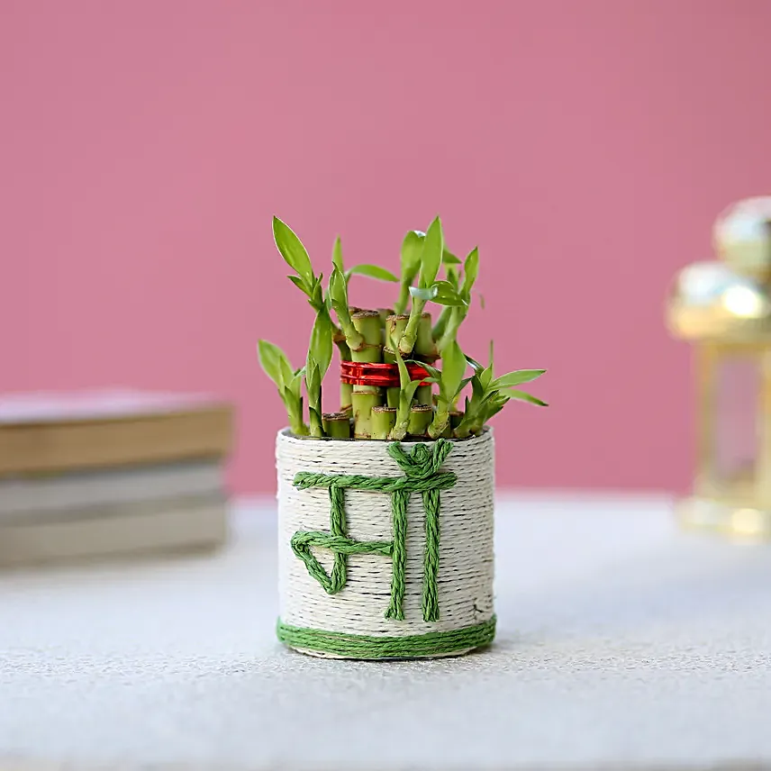 Lucky Bamboo Plant to Mom