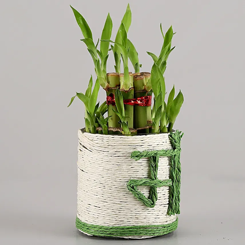 Lucky Bamboo Plant to Mom