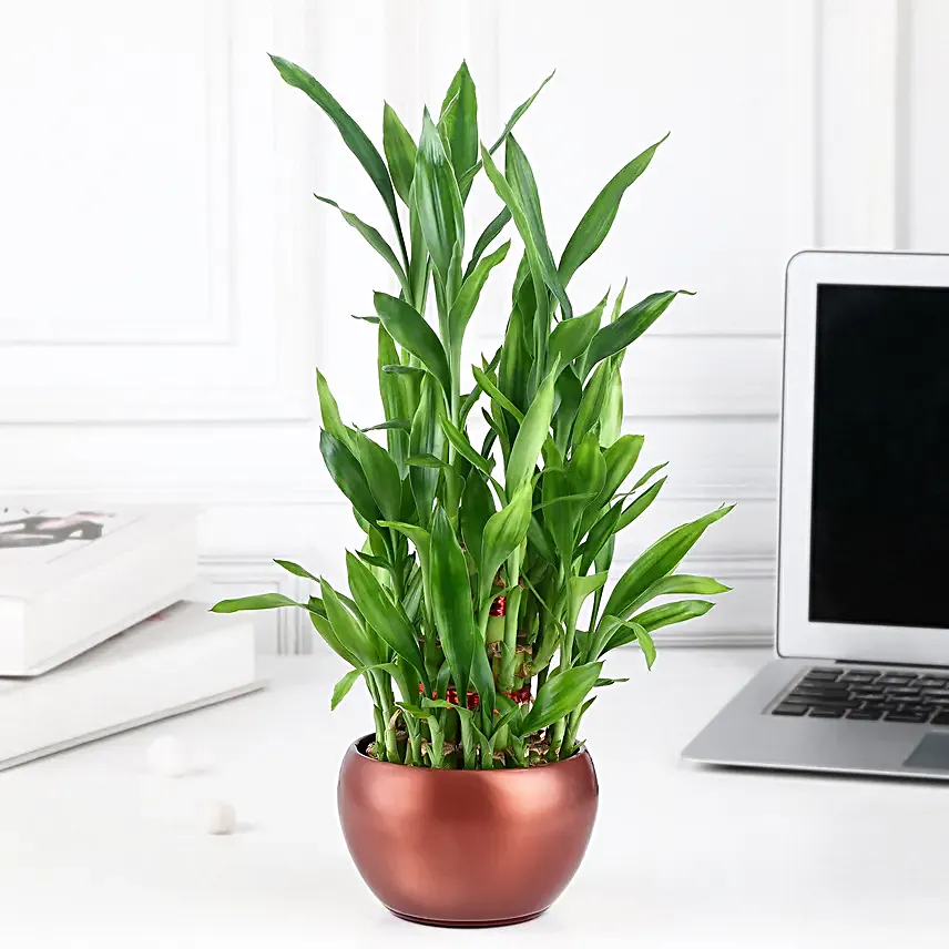 Lucky Bamboo Trio