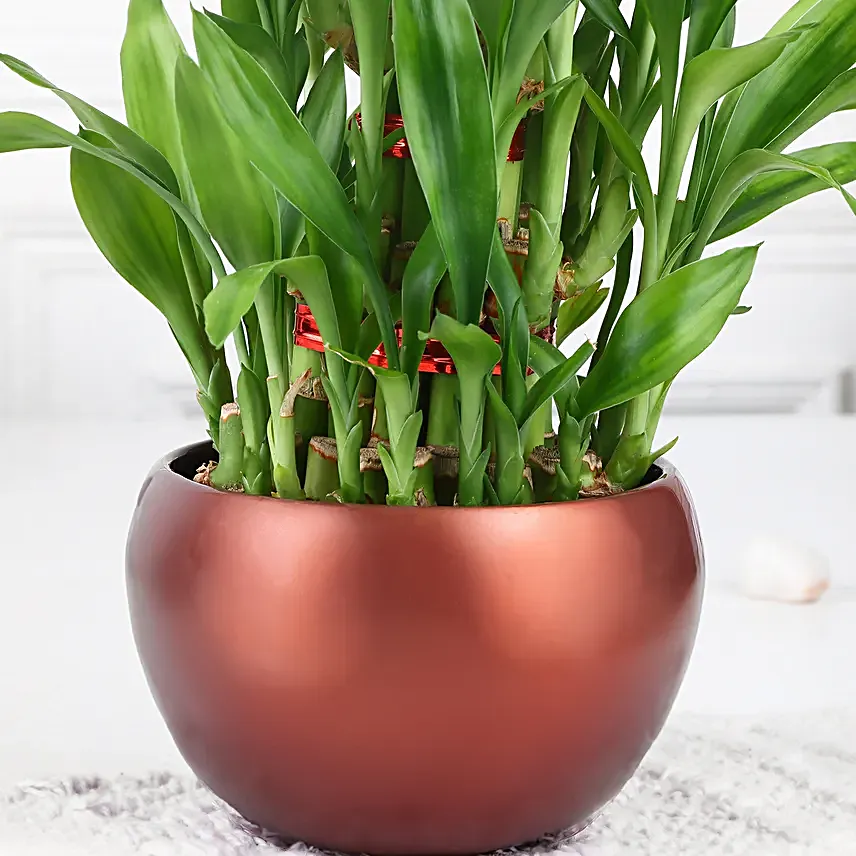 Lucky Bamboo Trio