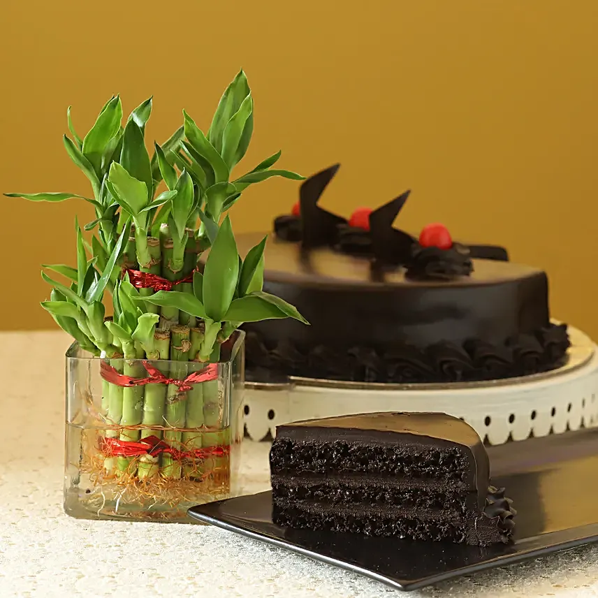 2 layer Bamboo with truffle cake