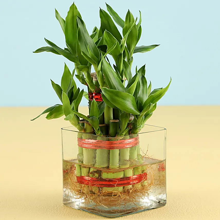 2 layer Bamboo with truffle cake