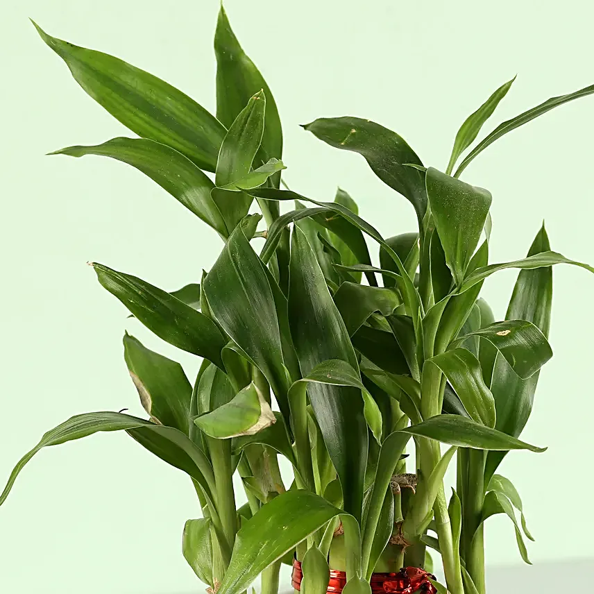 diwali customised mug with plant for girlfriend