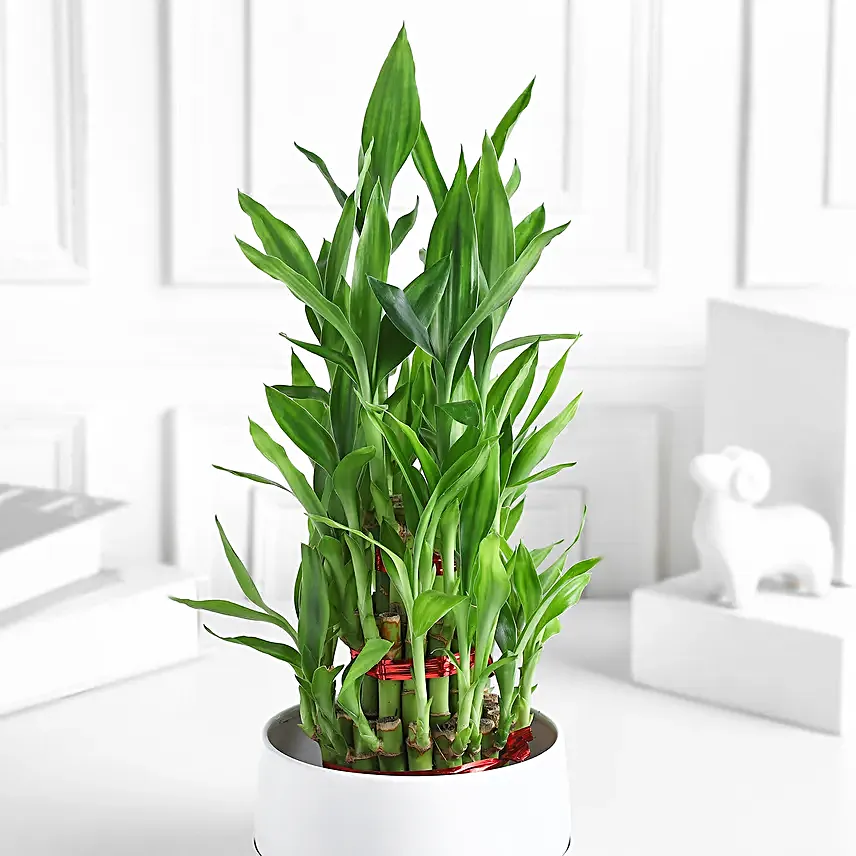 Lucky Layers Bamboo Plant