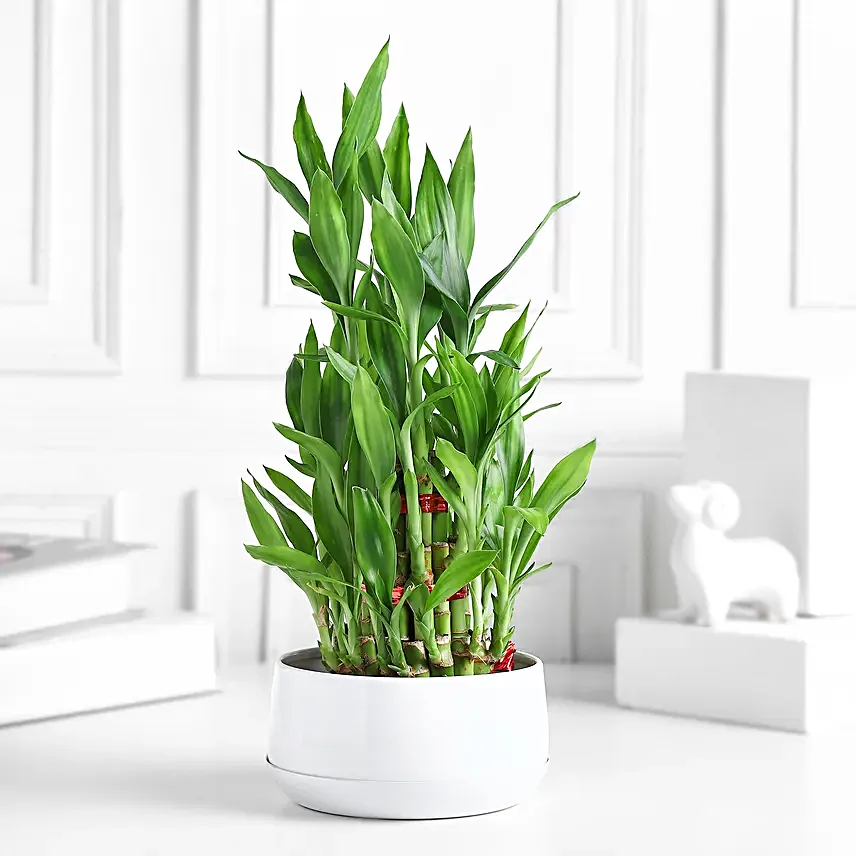 Lucky Layers Bamboo Plant