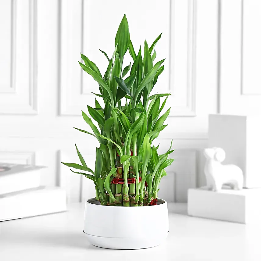 Lucky Layers Bamboo Plant